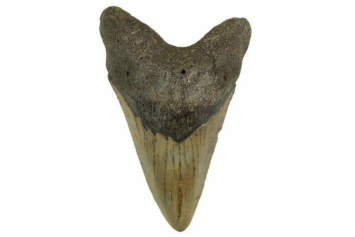 Fossil Megalodon Tooth - North Carolina #328255